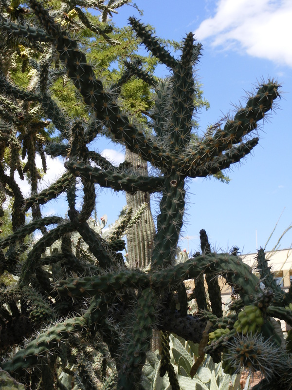 tangled cactus against blue sky