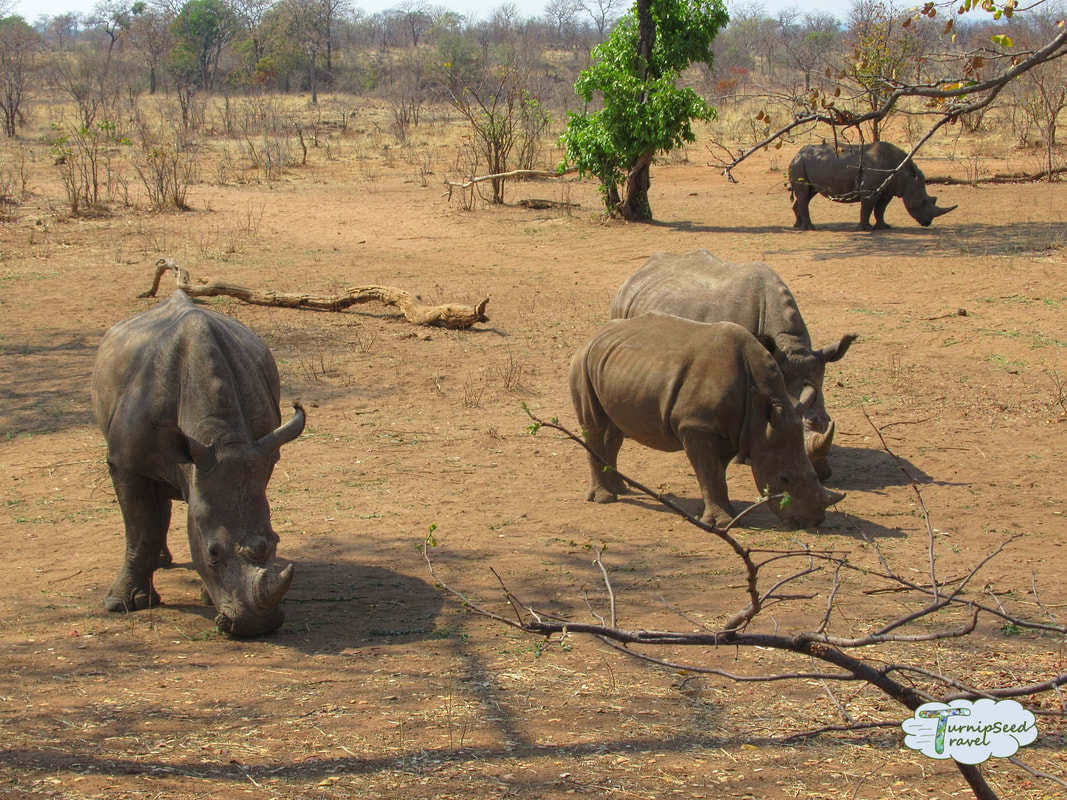 Four rhinos sniff the ground in Zambia 