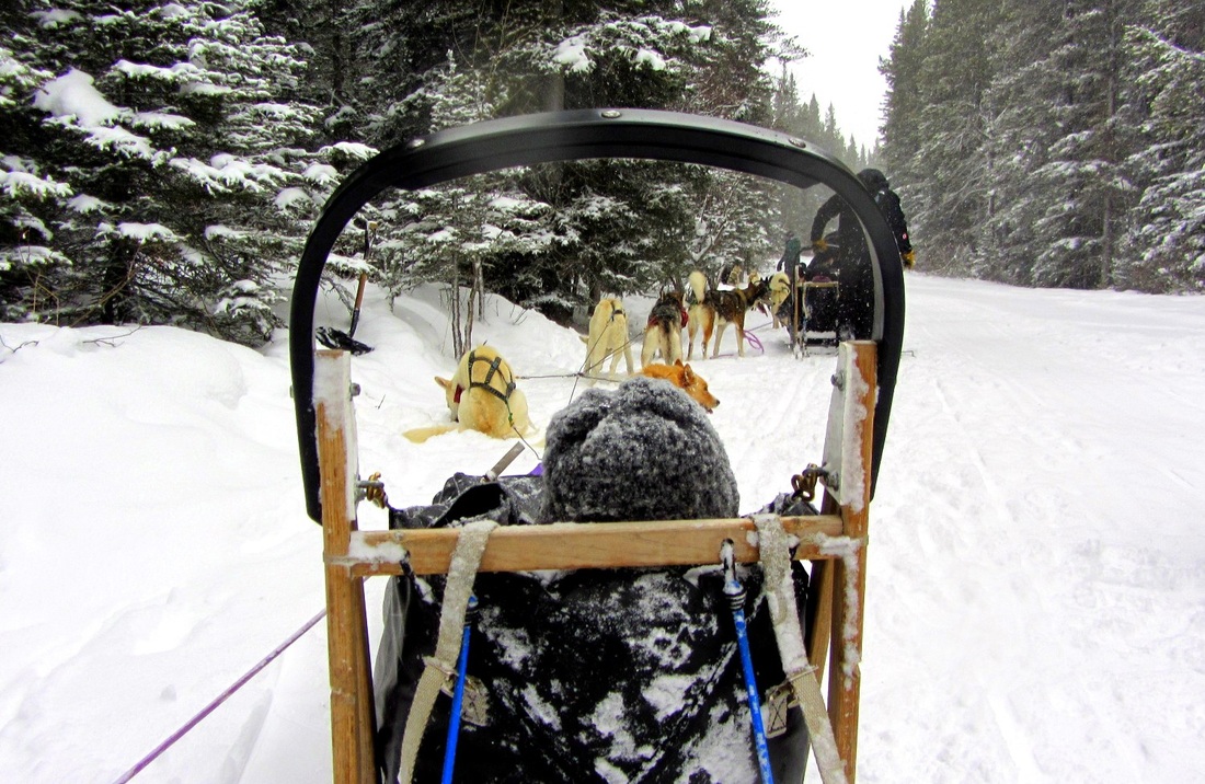 Snowy Owl Dog Sled Tours Canmore 