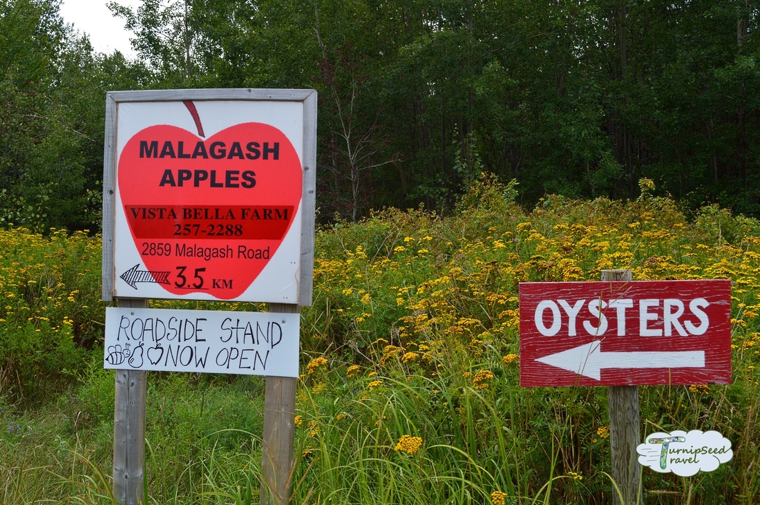 Malagash Apples at Vista Bella Farm Nova Scotia 