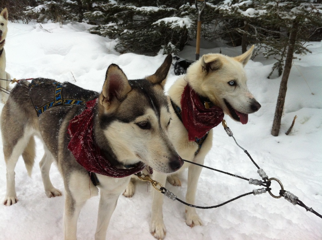 Dog sled experiences in Canada 