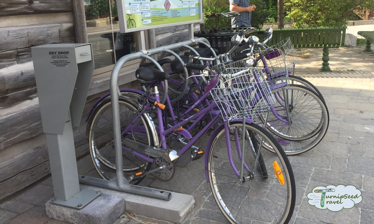 Purple bikes in the Carleton Place bike sharing program Picture