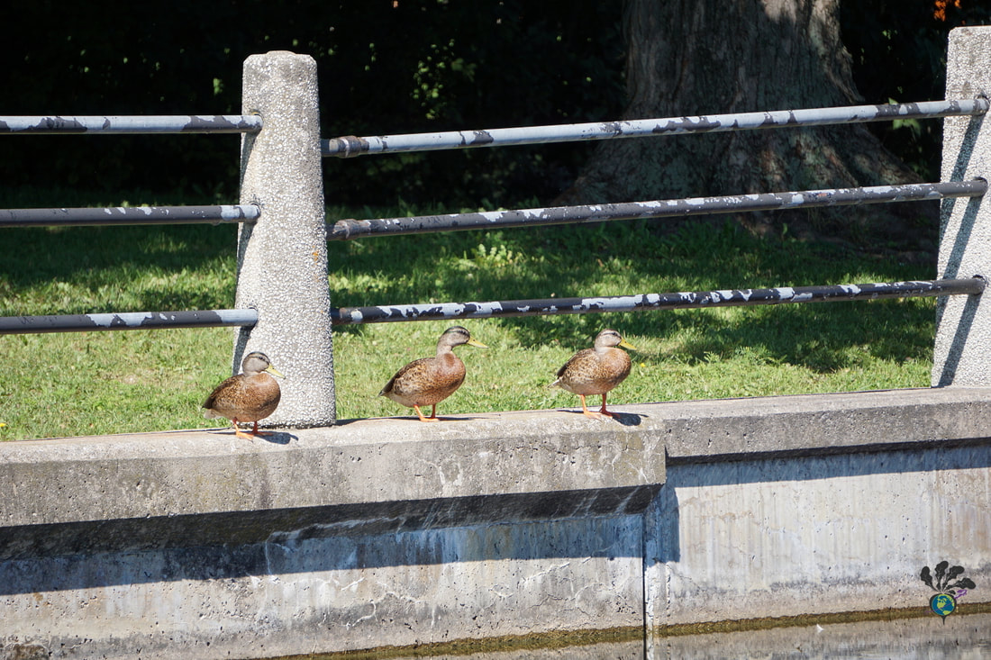 Three brown ducks sit on the cement edge of the bank to the Rideau Canal
