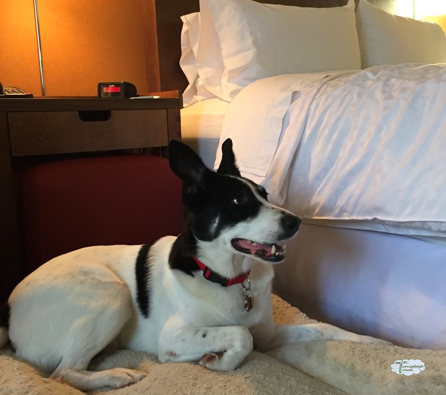 Ollie lounges on his bed next to a hotel room bed. 