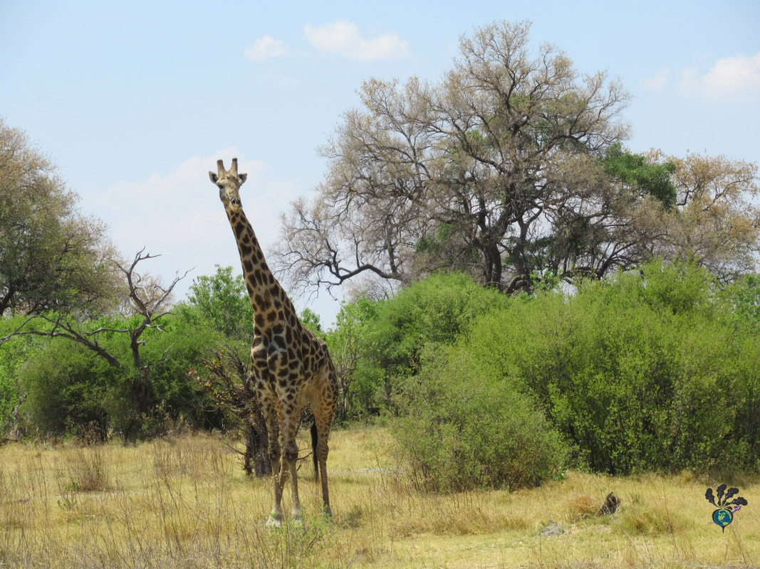 Giraffe on the plains of a national park Picture