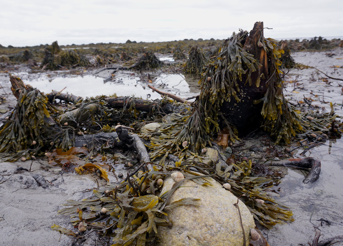 Thick green seaweed covers several stumps