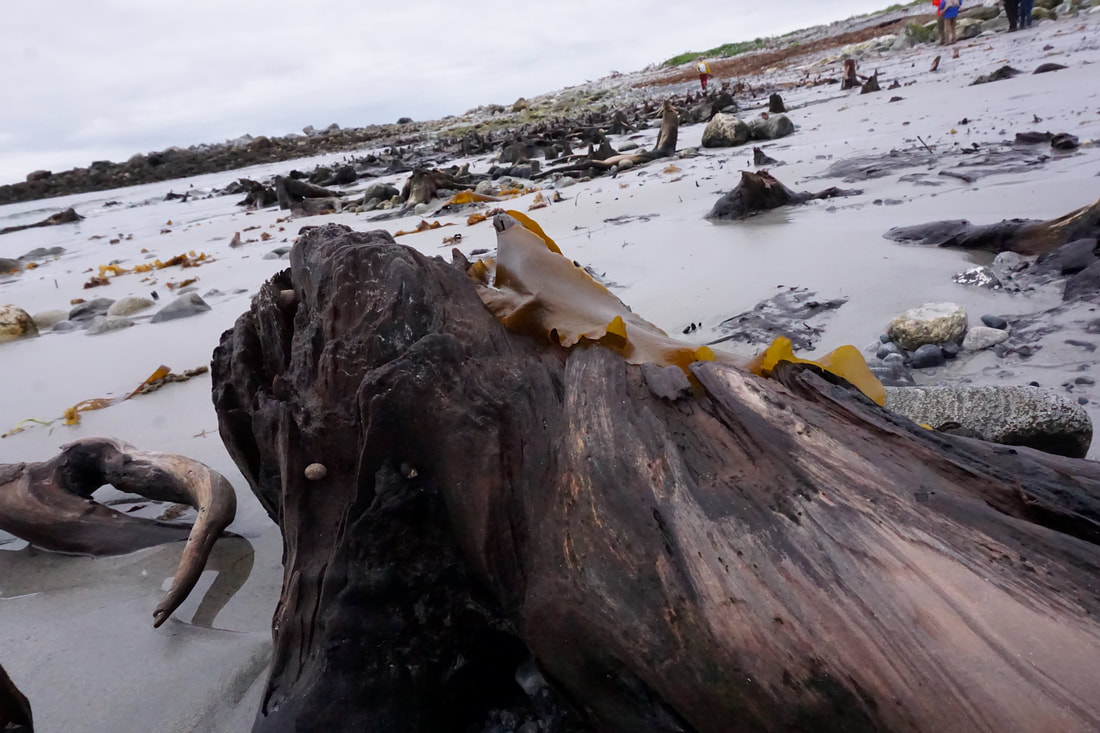 A large wet dark brown stump with a piece of seaweed on it.
