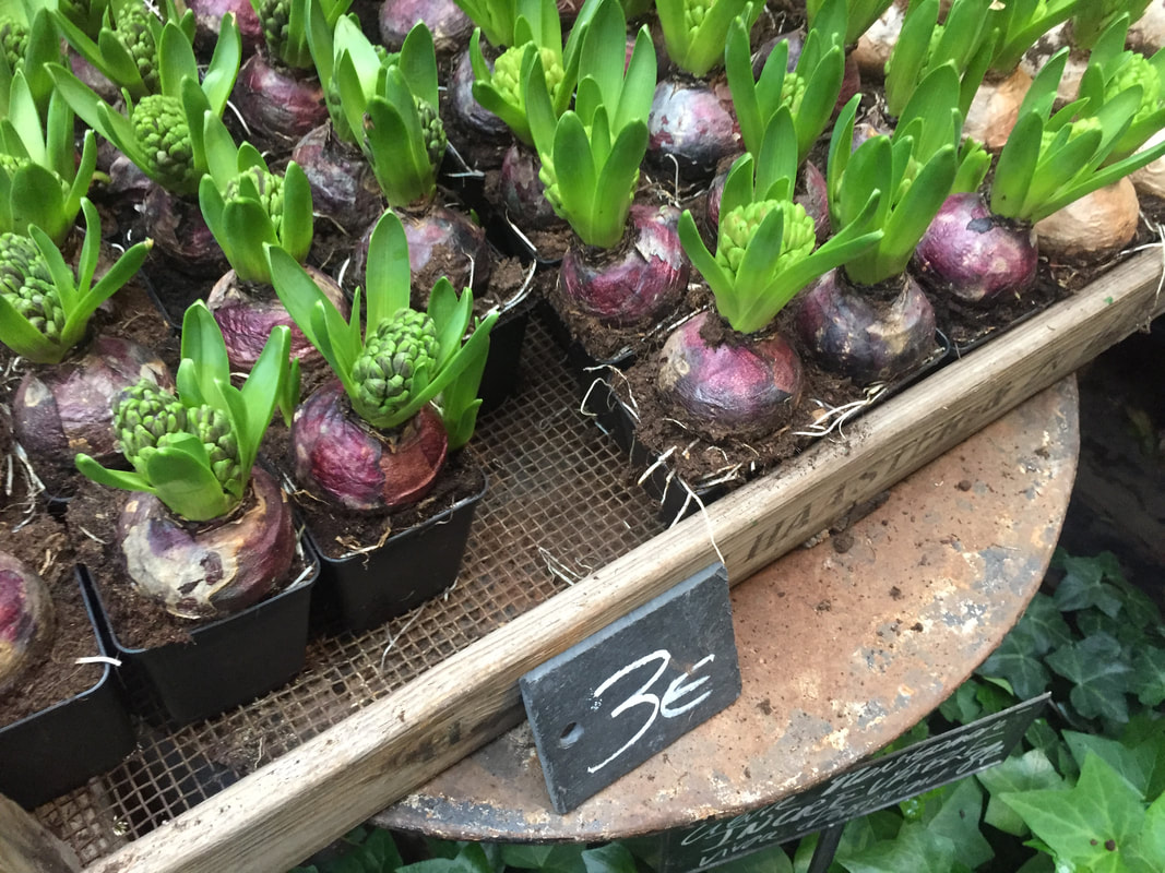 Tray of purple flower bulbs with green tops, sitting in a tray on a rustic table.