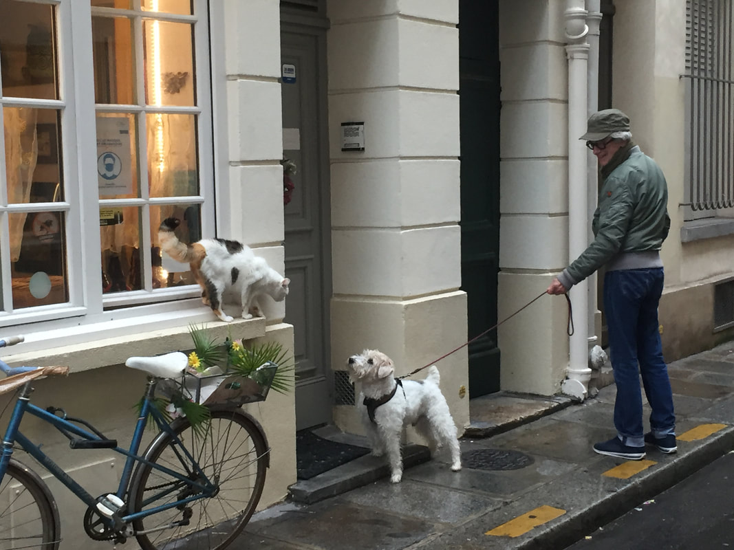 A white cat with orange and black patches stares down a white dog being walked by a man on a rainy Parisian street.