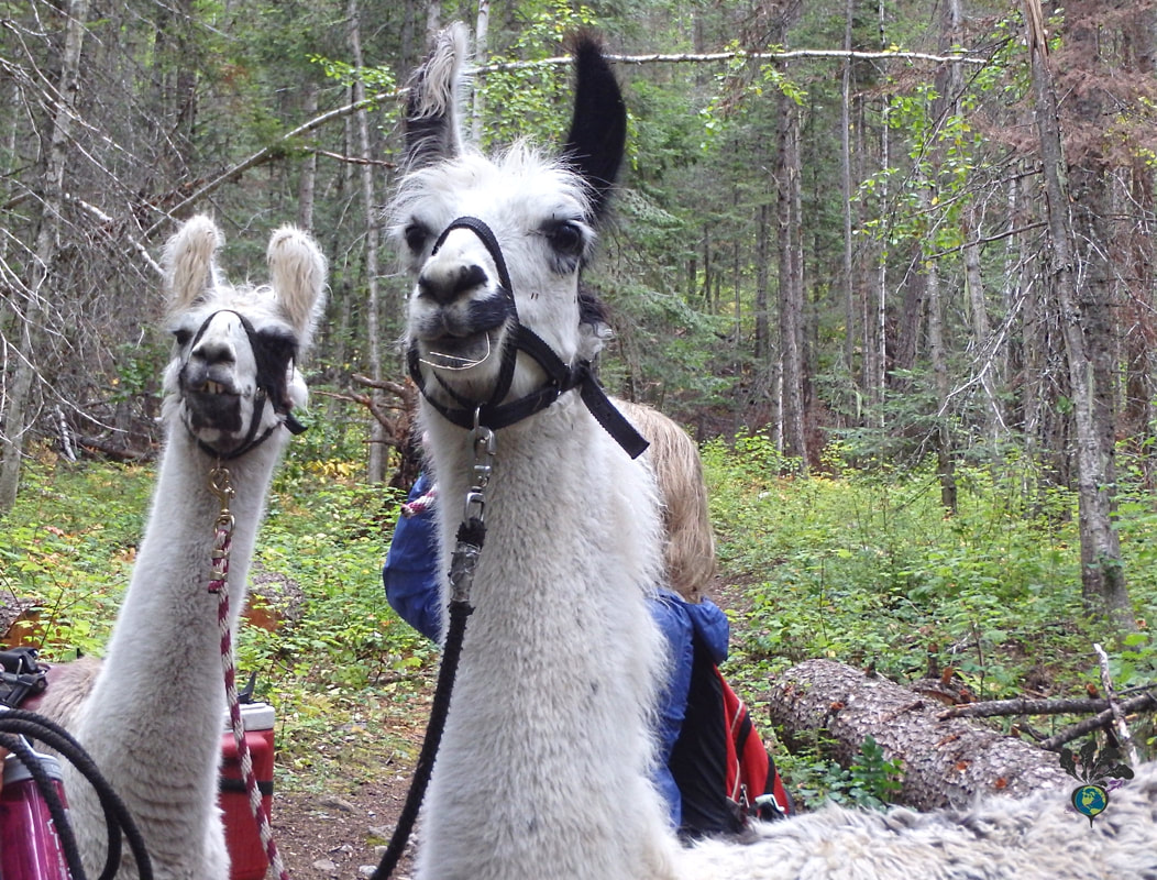 Two white llamas, hiking in a Montana forest with humans partially visible behind them. Picture