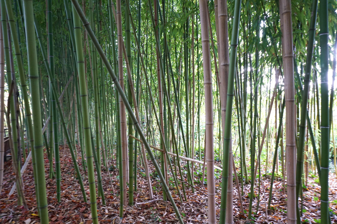 Bamboo forest with sun streaming through