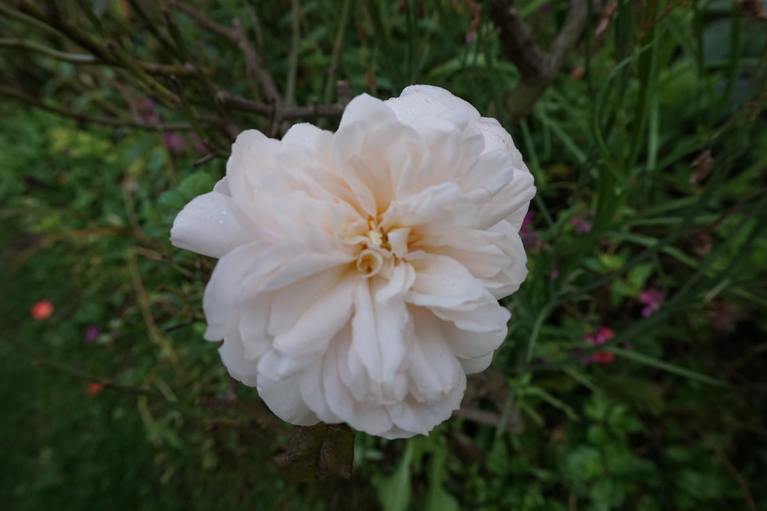 A cream-blush rose with multi-layered petals
