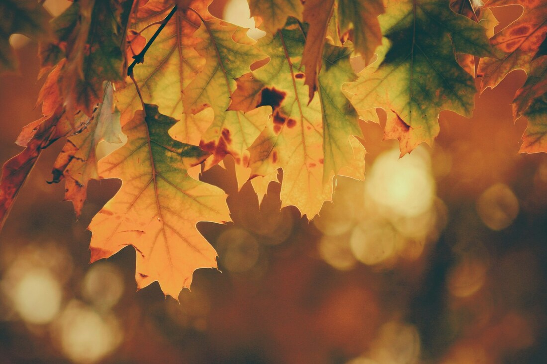 Close up shot of golden autumn leaves Picture