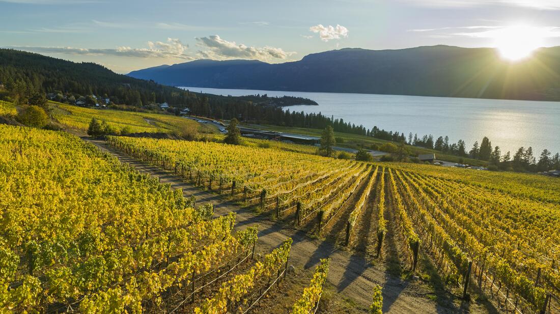 Hill covered with grapevines and bathed in golden light as the sun sets next to a lake. Picture
