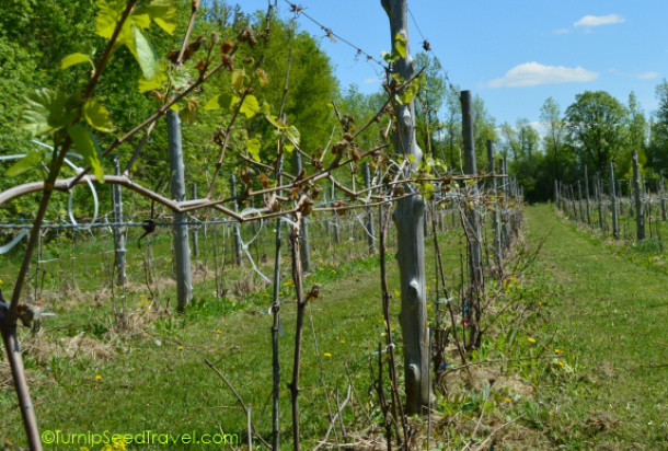 Grapevines in summer Picture