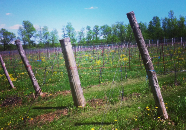 Fencing around the vineyard Picture