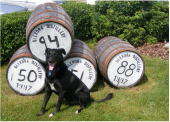 Chester the dog at a distillery Picture