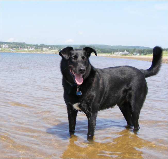 Chester the black lab stands in water at the beach