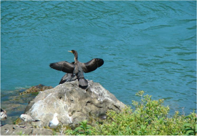 Bird sighting near Niagara Falls while on a fishing trip Picture