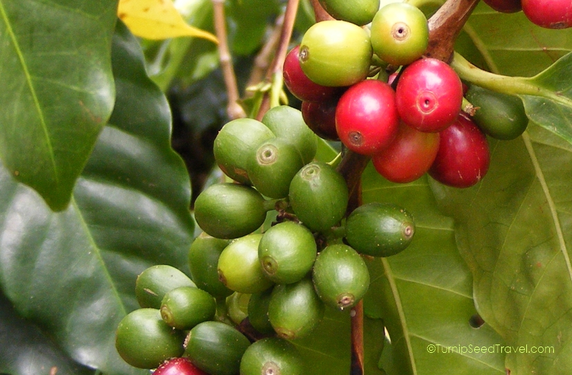 Close up of red and green coffee fruit ripening in a tree.