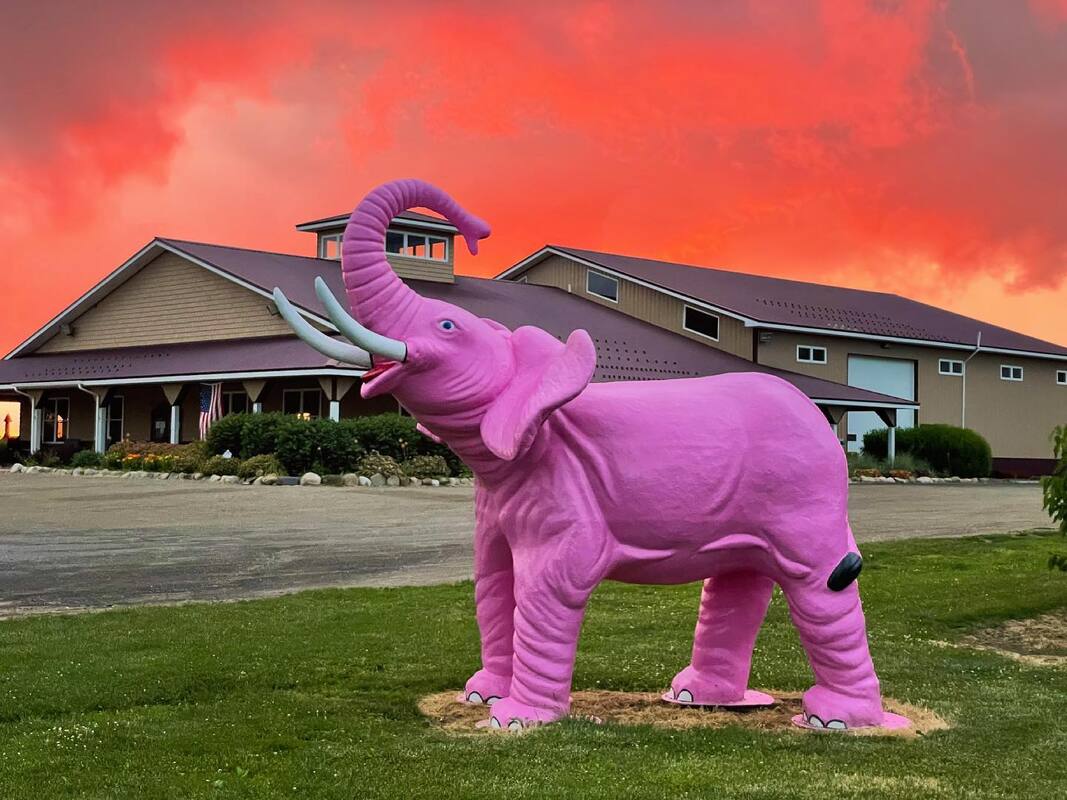 A large sculpture of a bright pink elephant with the winery tasting room in the background, taken at dusk with a pink sunset.Picture