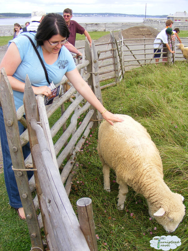 Vanessa pats a white sheep who is eating grass