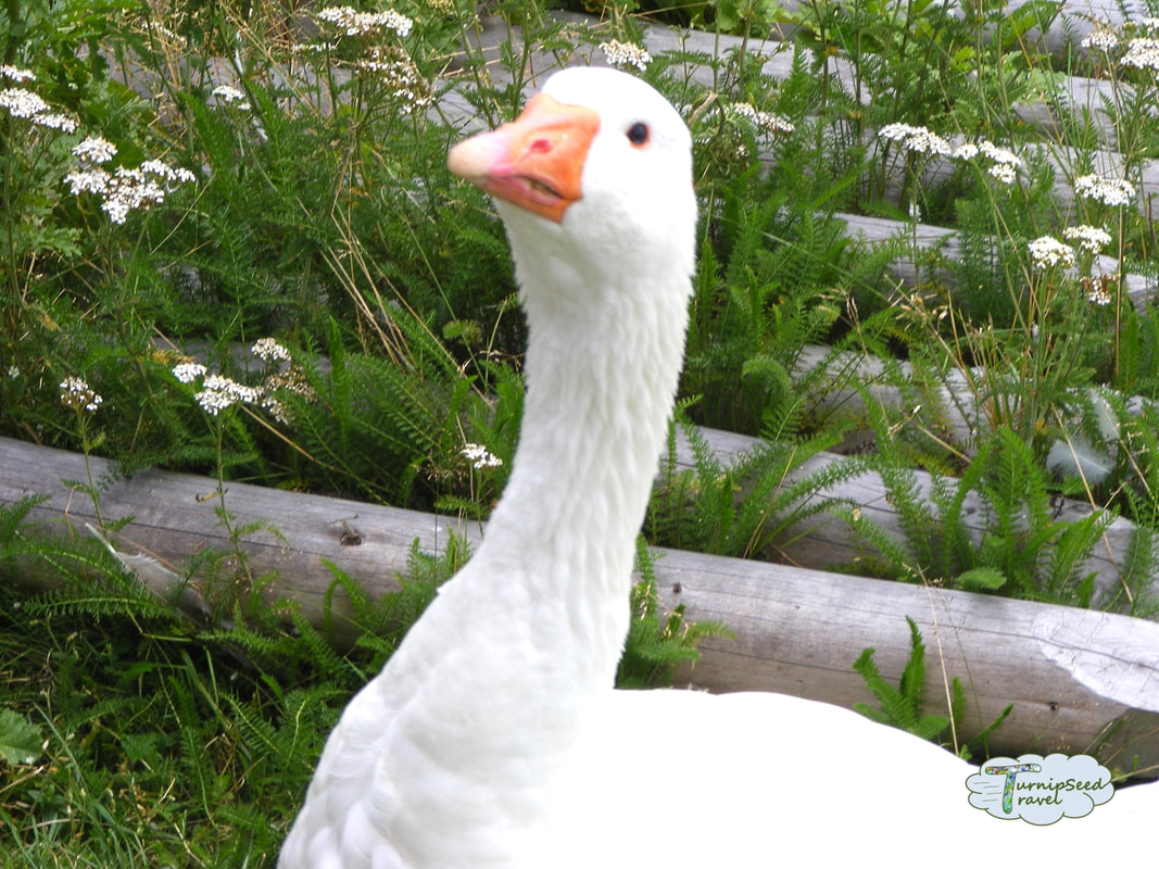 A white duck looks at the camera