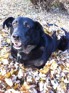 Photo of Chester, a black lab in fall leaves