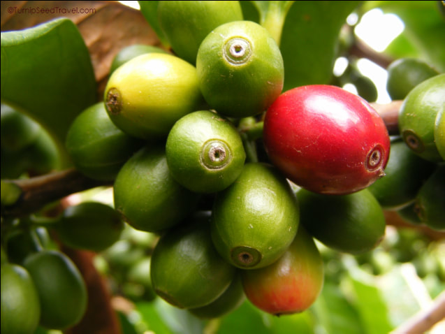 Close up of red and green coffee beans