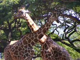 Honolulu Zoo two giraffes 
