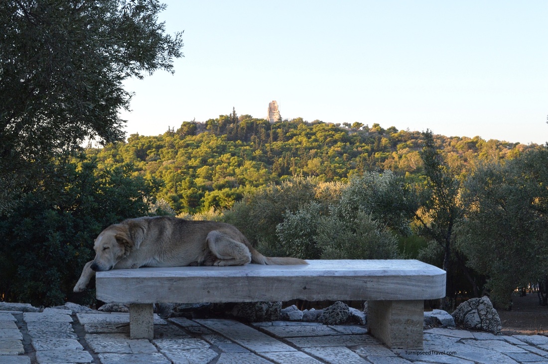 Sleeping stray dog at the Acropolis Athens 
