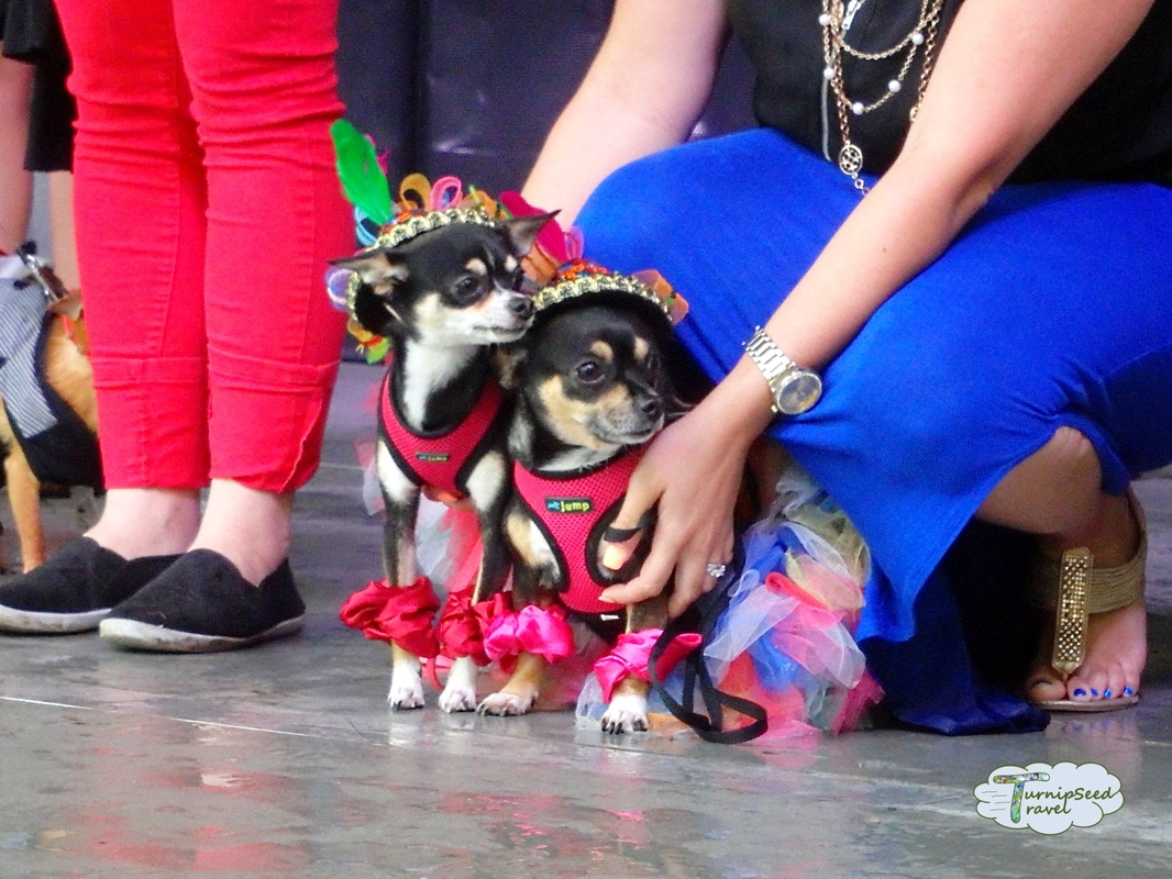 Fiesta London Chihuahua parade