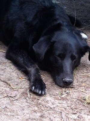 Chester the black dog lies on the ground for a nap while camping Picture