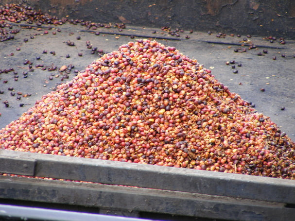 A wooden drying bin filled with unhusked coffee beans in various shades of red.