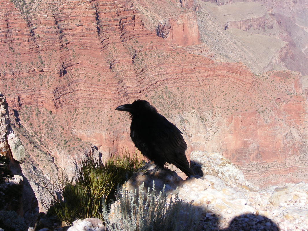 Crow on a branch at the canyon