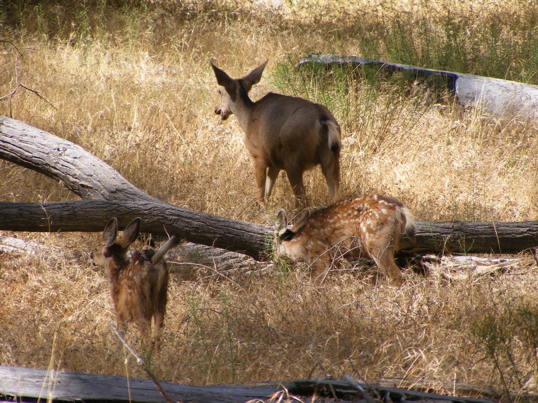 Deer Fawn Zion National Park www.turnipseedtravel.com 