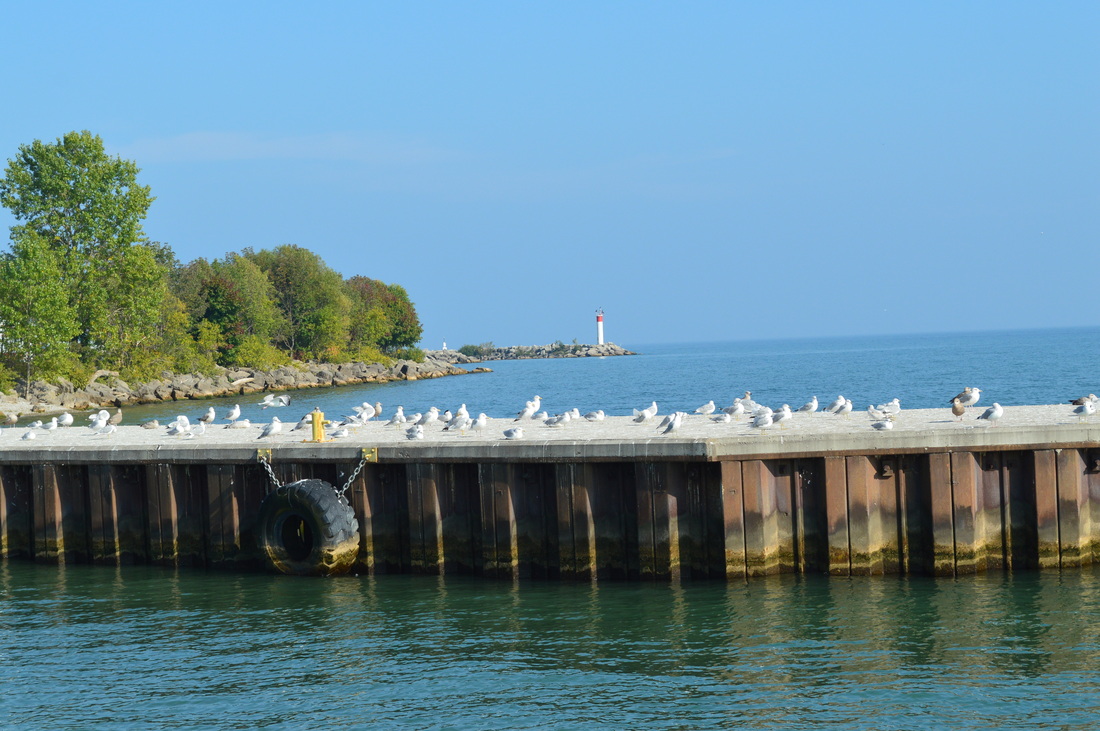 Seagulls Lighthouse Port Dover Lake Erie Norfolk County Ontario TurnipseedTravel.com