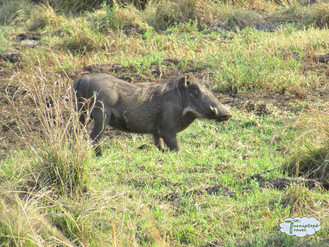 A warthog stands alone in the long grass