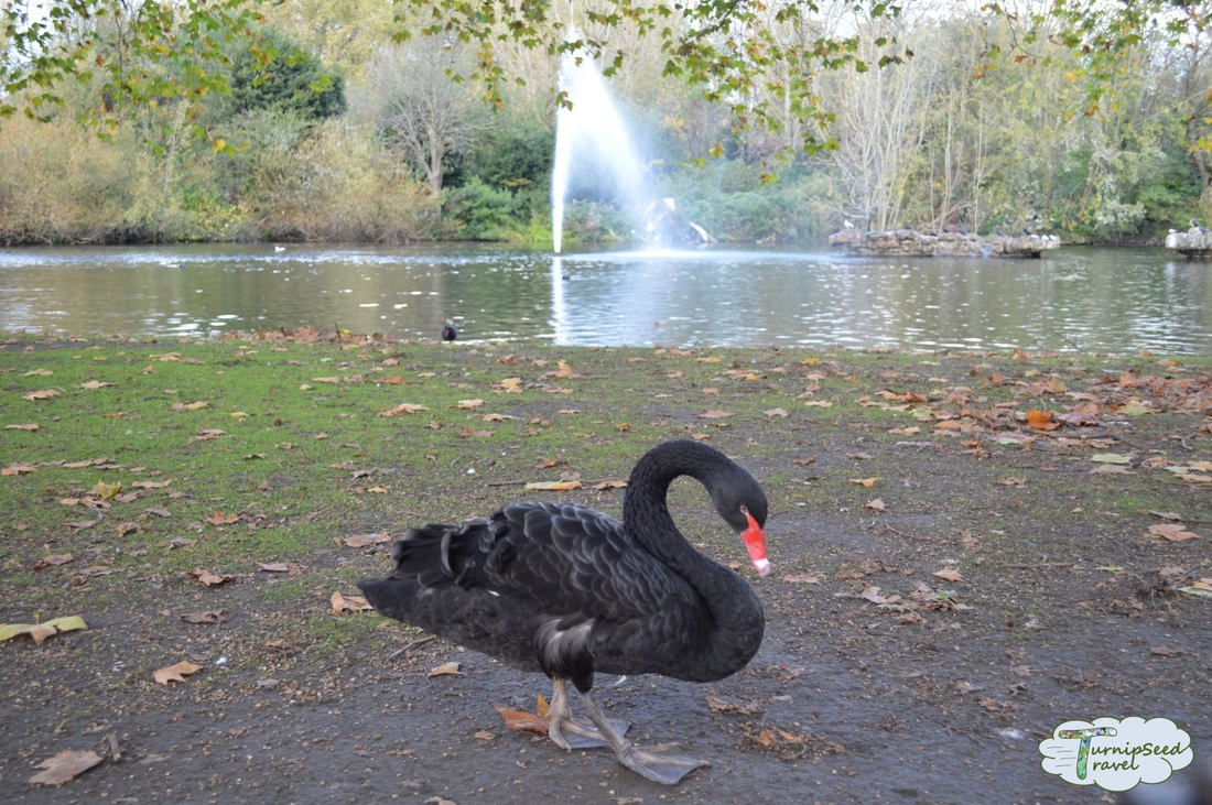 A black swan at St. James' Park.