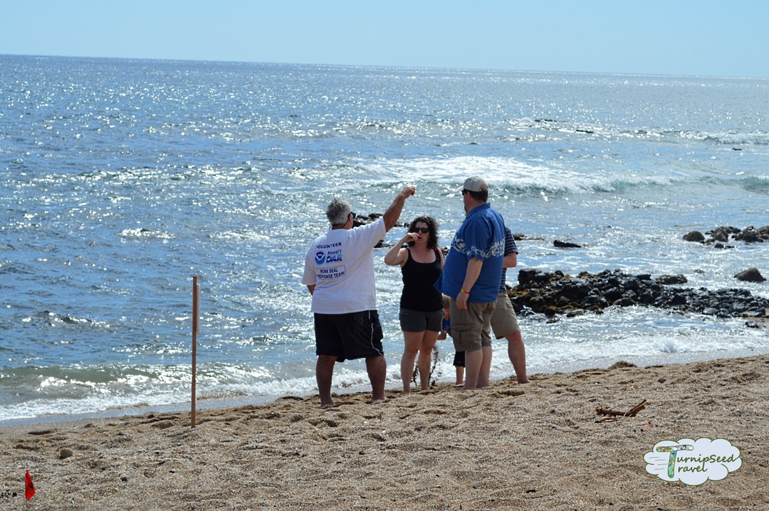 Monk Seal WIldlife Volunteers Glass Beach Kauai 