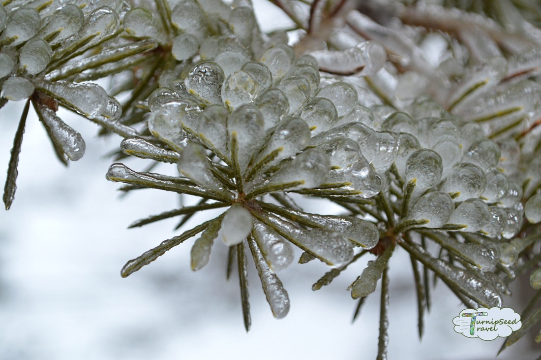 Close up of ice on a tree branch Picture