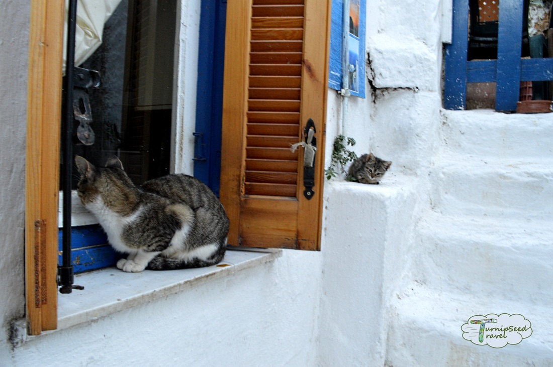 Cats in Anafiotika Athens