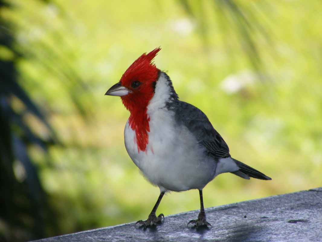 Small red grey and white bird Picture
