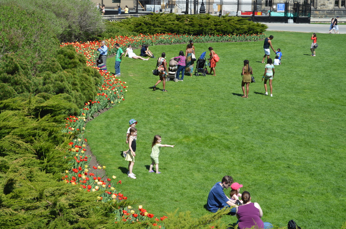 People seeing the tulips on the lawn of Parliament Hill Cozy microadventures for Ottawa travellers by TurnipseedTravel.com