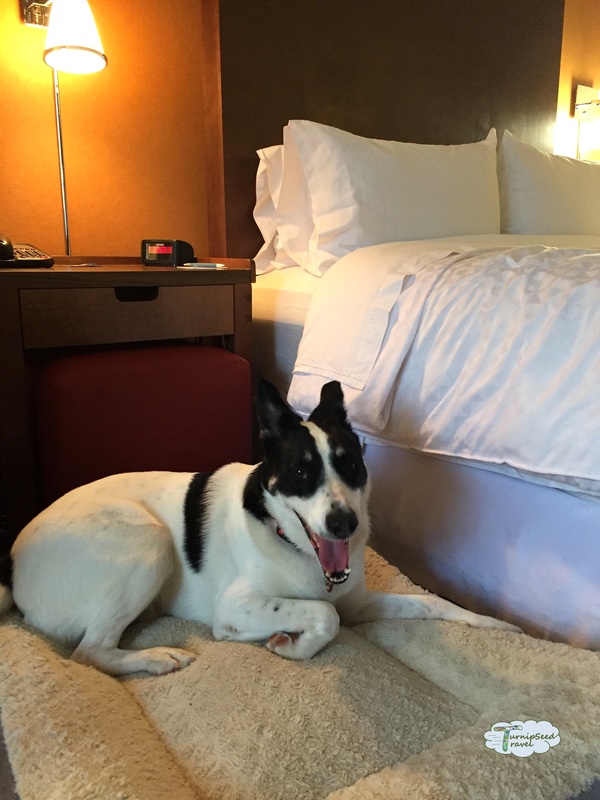 Travel New Brunswick dog friendly hotel Picture