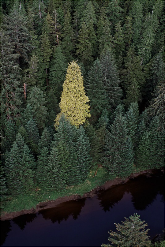 Golden Spruce Haida Gwaii TurnipseedTravel.com