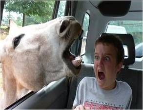 Horse sticks is head through car window and horrifies child