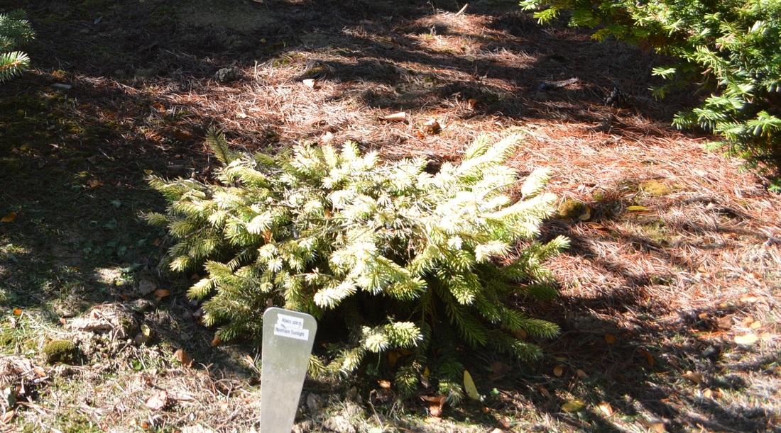 Golden Spruce Ontario Haida Gwaii TurnipseedTravel.com