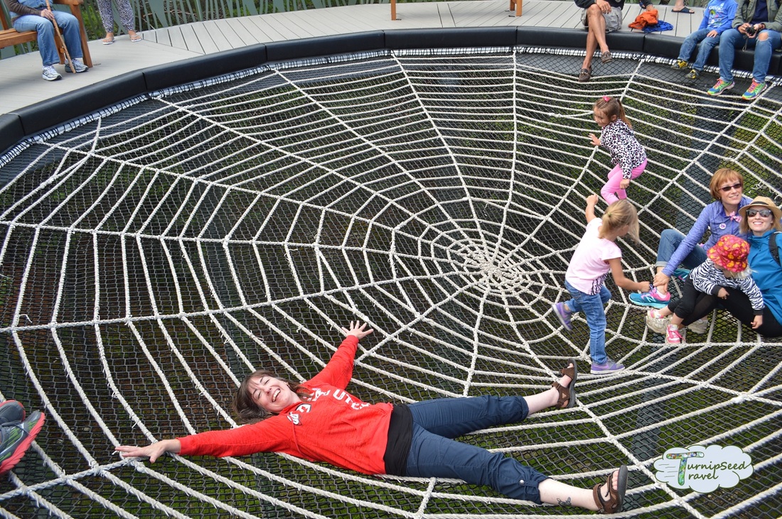 Spider Web The Wild Center Adirondacks 
