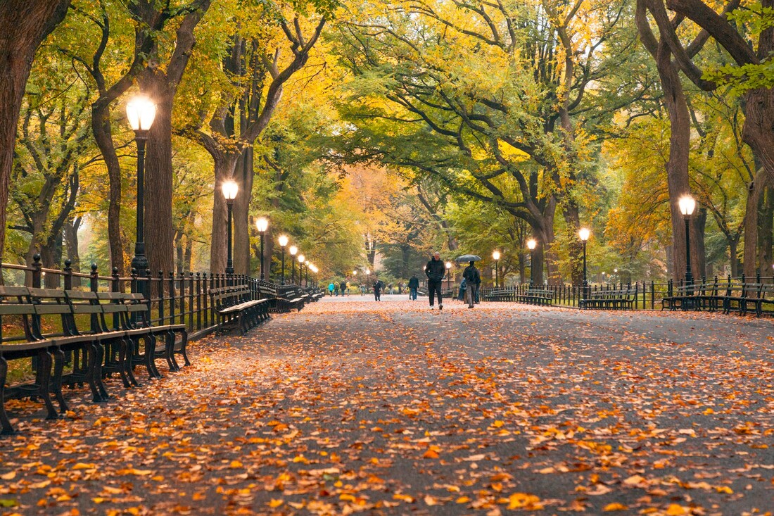 Autumn leaves cover a trail in Central Park, with golden green trees lining the path and people walking in the background.Picture